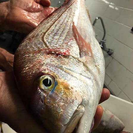 Peixes inteiros