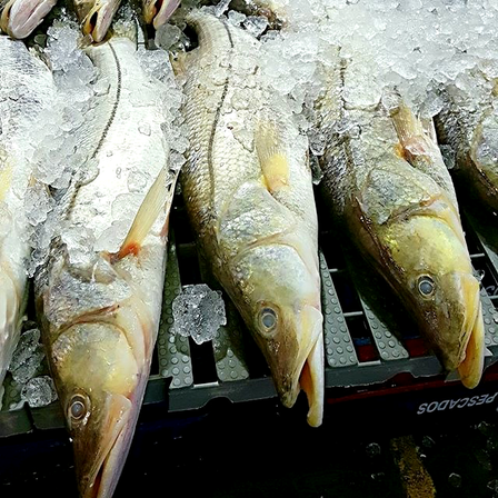 Peixes da estação